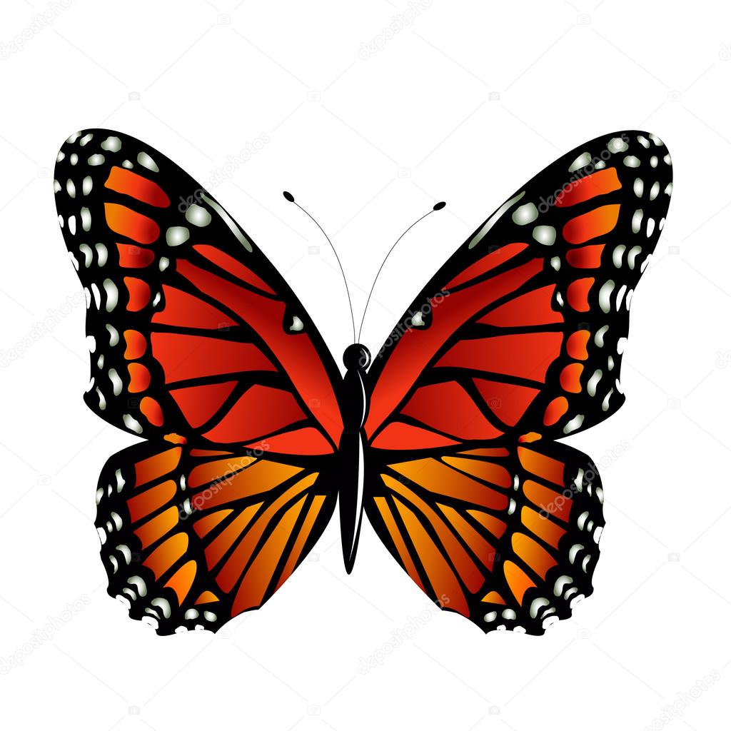 The Monarch butterfly  vector