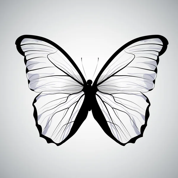 Kupu-kupu transparan terisolasi - Stok Vektor