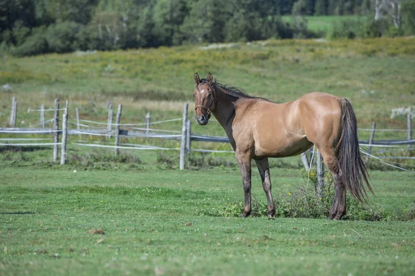 Quarter horse gelding — Stock Photo, Image