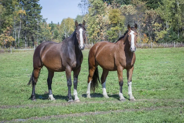Two rodeo horses in the fields — Stock Photo, Image