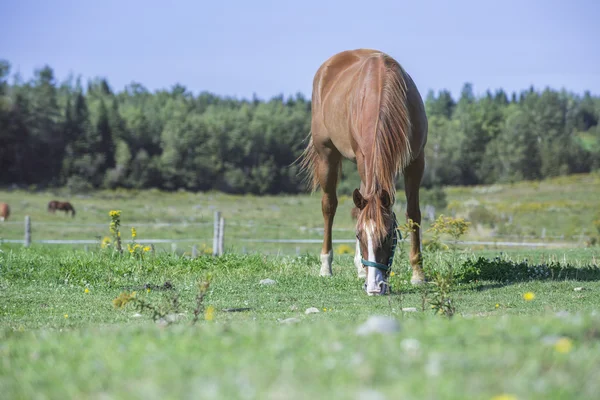 Quarter horse gelding grazing — Stock Photo, Image