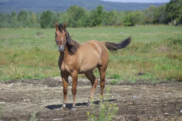 Un quarto di cavallo castrato nei campi — Foto Stock