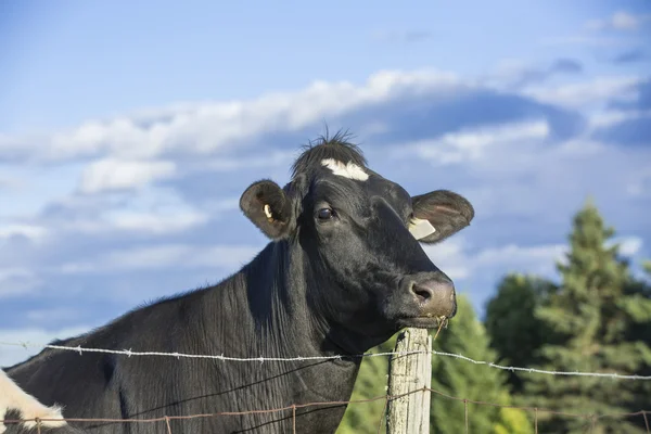 Vaca holandesa olhando por cima de uma cerca — Fotografia de Stock