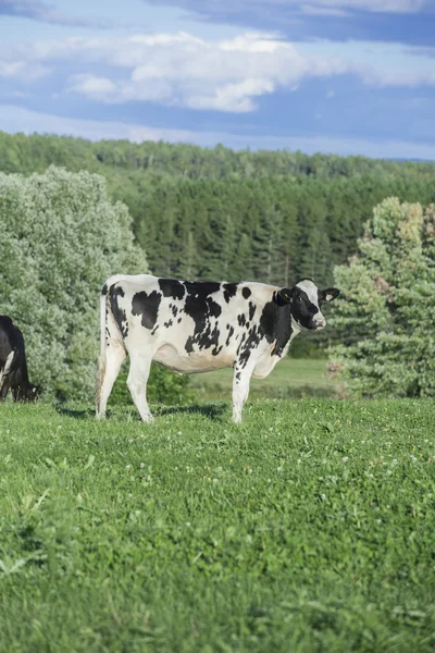 Vaca holandesa pastando em um pasto — Fotografia de Stock