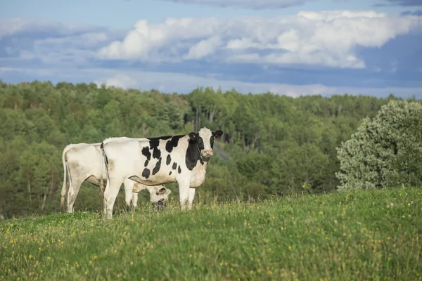 Vacas holandesas pastando em um pasto — Fotografia de Stock