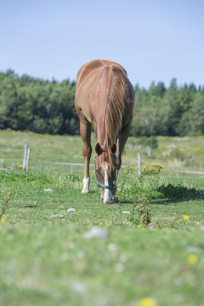 Kaunis neljännes hevonen ruuna laiduntaminen pellolla — kuvapankkivalokuva