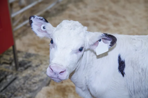 Young Holstein kalv i en plantskola ligger på en mjölkgård — Stockfoto