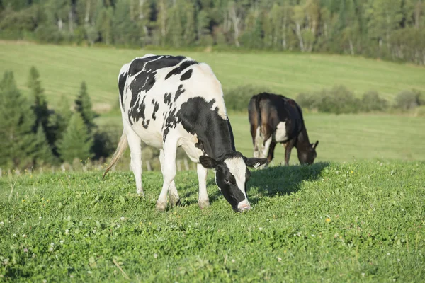 Bovini Holstein al pascolo in un bellissimo pomeriggio d'estate — Foto Stock