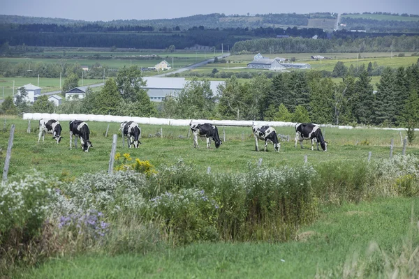 Vacche Holstein al pascolo in un caldo pomeriggio d'estate — Foto Stock