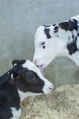 İki genç Holstein Dana bir mandıra odasında dinleniyor
