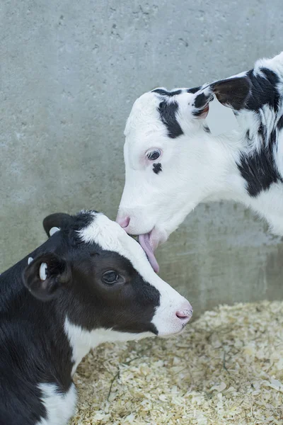 Dois bezerros jovens de Holstein que descansam em um berçário da exploração leiteira — Fotografia de Stock