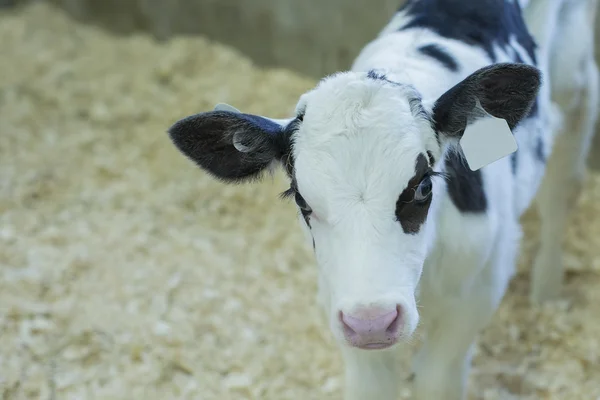 Ciekawe cielę Holstein Obrazek Stockowy