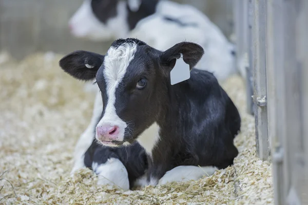 Young Holstein calf resting in a dairy farm nursery Royalty Free Stock Photos