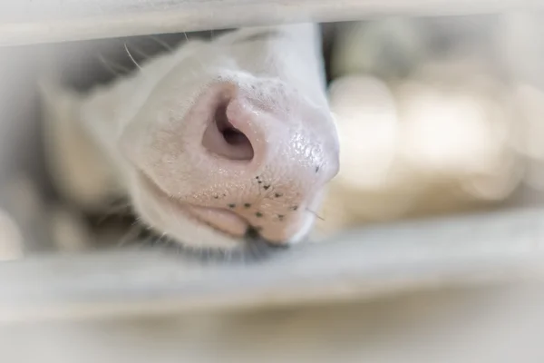 Primer plano de ternera Holstein — Foto de Stock