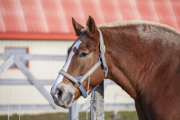 Impressive Belgian draft horse — Stock Photo, Image