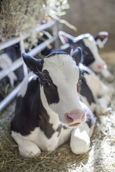 Holstein kalv vilar — Stockfoto