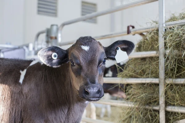 Cielę Holstein młodych w przedszkolu znajduje się na terenie gospodarstwa mlecznego Obraz Stockowy