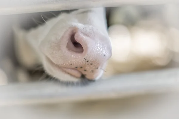 Close up of Holstein calf Royalty Free Stock Images