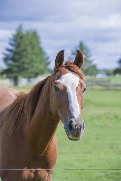 Magnificent horse looking over fence Stock Picture