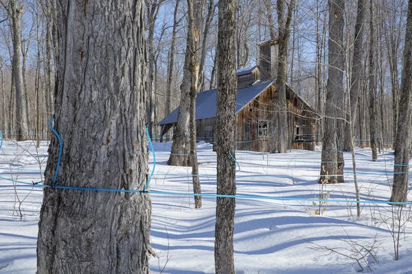 Old abandoned maple shack in the woods Stock Photo