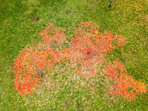 Tiro Superior Dron Aéreo Árbol Rojo Otoño Sobre Fondo Hierba —  Fotos de Stock