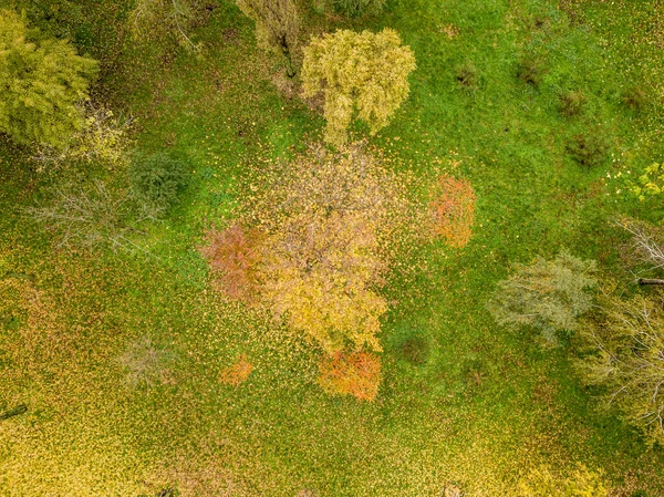 Flygdrönare Höstträd Stadsparken — Stockfoto