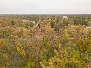 Hava aracı görüntüsü. Sonbahar karışık ormanı. Yeşil kozalaklı ağaçların arasında sarı yapraklı ağaçlar.