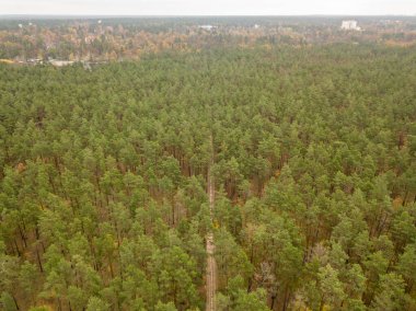 Hava aracı görüntüsü. Sonbaharda kozalaklı orman.