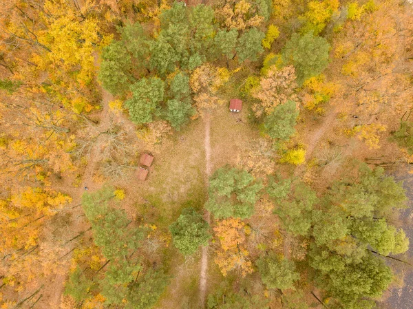 Vista Aérea Drones Floresta Mista Outono Árvores Decíduas Amarelas Entre — Fotografia de Stock