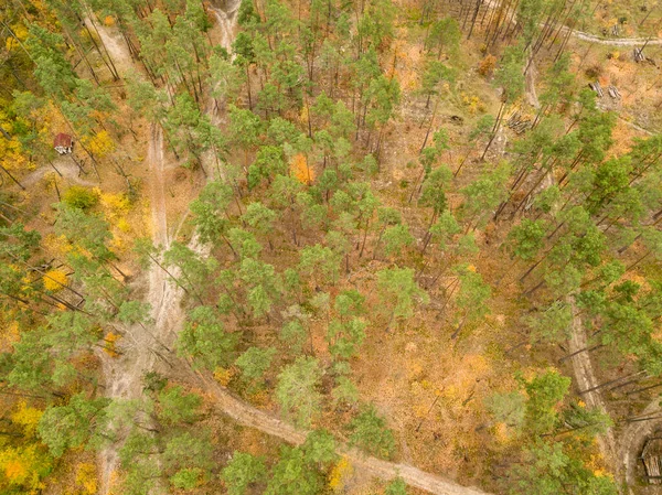空中无人驾驶飞机视图 秋天混交林 绿针叶树中的黄落叶树 — 图库照片