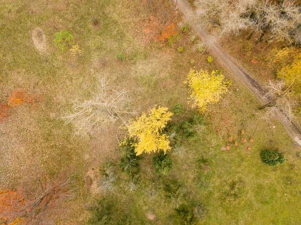 Flygdrönare Höstträd Parken — Stockfoto