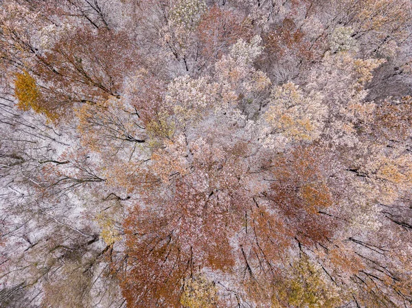 Αεροφωτογραφία Τηλεκατευθυνόμενου Φθινοπωρινά Δέντρα Καλυμμένα Χιόνι Στο Πάρκο Ένα Λεπτό — Φωτογραφία Αρχείου