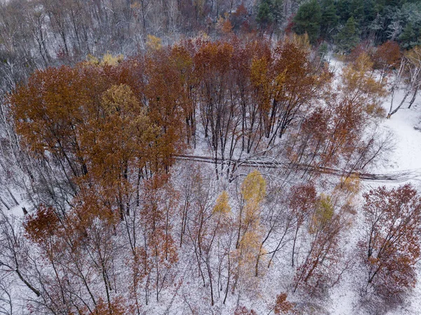 Вид Повітряний Безпілотник Засніжені Осінні Дерева Парку Тонкий Шар Снігу — стокове фото