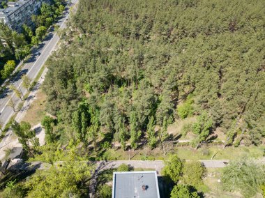 Hava aracı görüntüsü. Güneşli bir günde şehrin dışındaki çam ormanı..