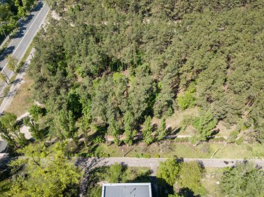 Hava aracı görüntüsü. Güneşli bir günde şehrin dışındaki çam ormanı..