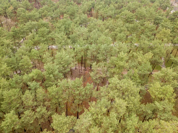 Vue Aérienne Dessus Drone Pins Dans Parc — Photo