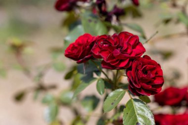 Ayrıntılı görüş. Kırmızı gül çiçeği.