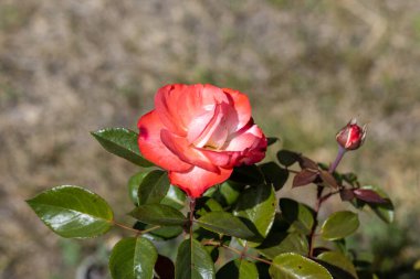 Ayrıntılı görüş. Kırmızı gül çiçeği.