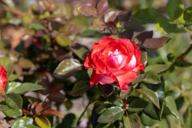 Ayrıntılı görüş. Kırmızı gül çiçeği.