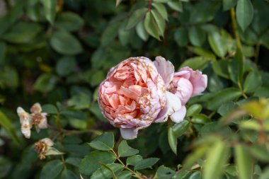 Ayrıntılı görüş. Pembe gül çiçeği.