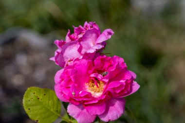 Ayrıntılı görüş. Mor gül çiçeğinin üzerindeki arı..