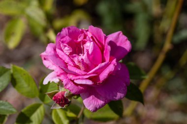 Ayrıntılı görüş. Mor pembe gül..