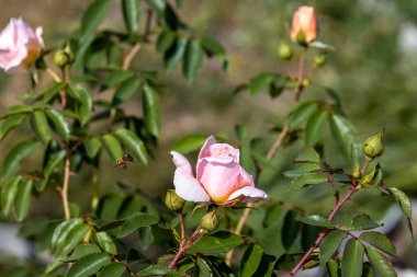Ayrıntılı görüş. Pembe gül çiçeği.