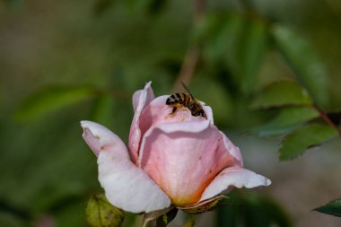 Ayrıntılı görüş. Pembe gül çiçeğinin üzerindeki arı..