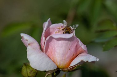 Ayrıntılı görüş. Pembe gül çiçeğinin üzerindeki arı..