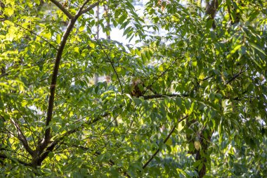 Yeşil yaprakların arasındaki ağaçtaki kırmızı sincap.