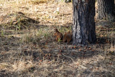 Parktaki kırmızı sincap sarı-yeşil çimenlerin üzerinde fındık yiyor..