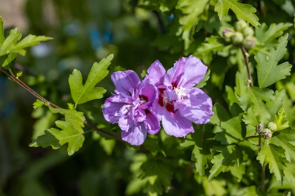 Подробное Макро Представление Фиолетовый Цветок Пеларгония Фоне Зеленых Листьев — стоковое фото