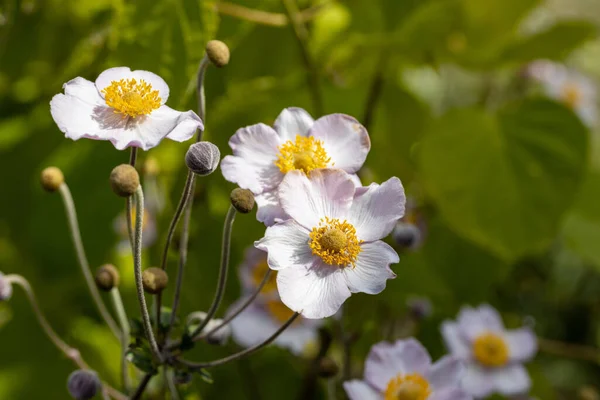 Vista Detalhada Flor Anemone Hupehensis — Fotografia de Stock