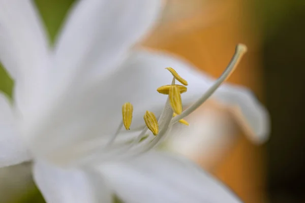 Vue Macro Détaillée Lys Blanc Fleur Sur Fond Feuilles Vertes — Photo